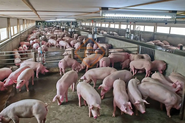 养殖场粪便怎么处理变成有机肥?养猪厂粪污有机肥生产线如何建? 养殖场粪便怎么处理变成有机肥?养猪厂粪污有机肥生产线如何建?